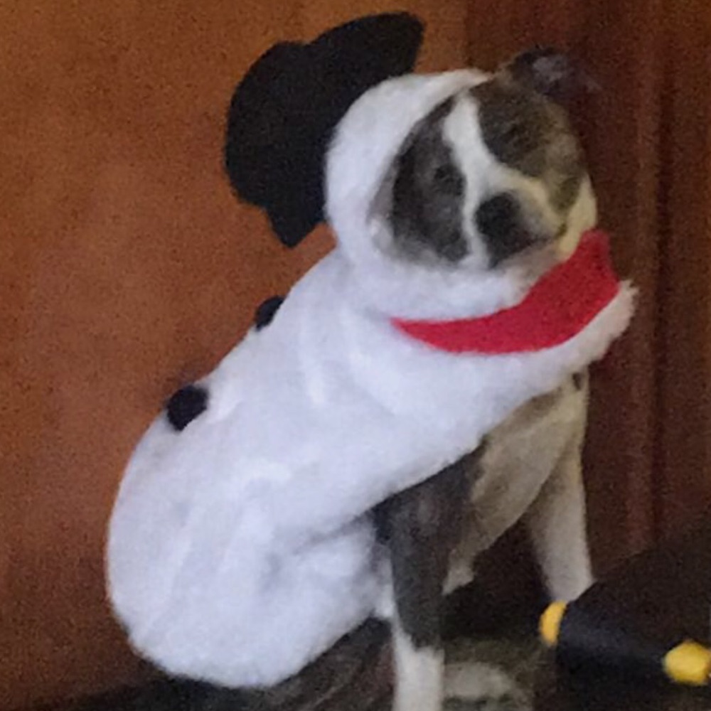 Dog Snowman outfit. Large.